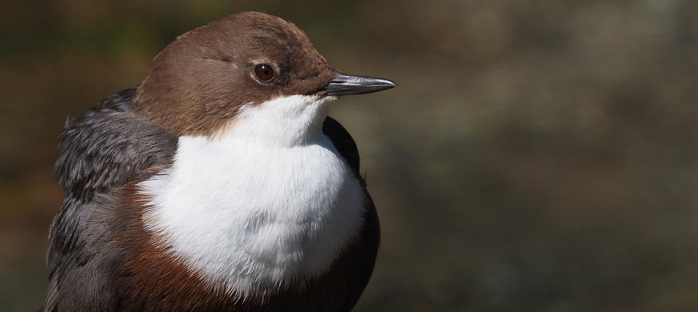Wasseramsel